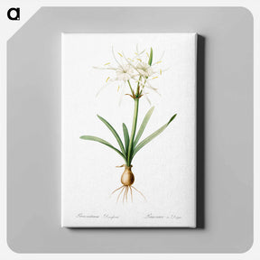 アートパネル-Streambank spiderlily - ピエール ジョゼフ ルドゥーテ Canvas.