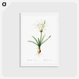 アートポストカード-Streambank spiderlily - ピエール ジョゼフ ルドゥーテ Postcard.