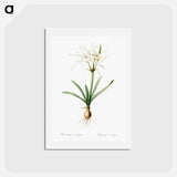 アートポストカード-Streambank spiderlily - ピエール ジョゼフ ルドゥーテ Postcard.