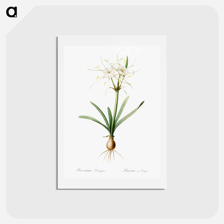 アートポストカード-Streambank spiderlily - ピエール ジョゼフ ルドゥーテ Postcard.