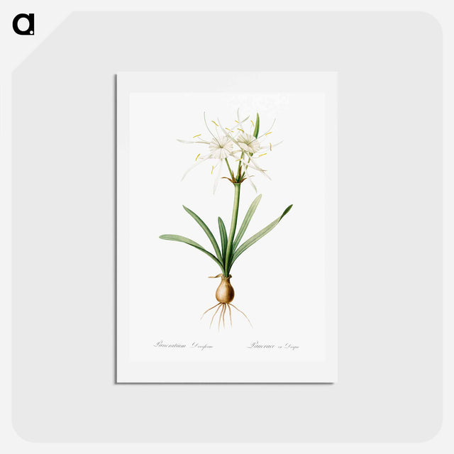 アートポストカード-Streambank spiderlily - ピエール ジョゼフ ルドゥーテ Postcard.