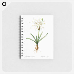 アートメモ帳-Streambank spiderlily - ピエール ジョゼフ ルドゥーテ Memo.