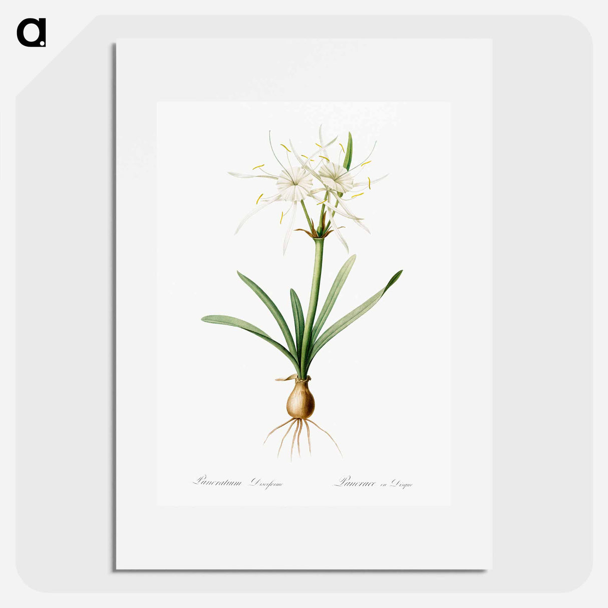 Streambank spiderlily - Pierre Joseph Redouté Poster.