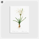 アートポストカード-Streambank spiderlily - ピエール ジョゼフ ルドゥーテ Postcard.
