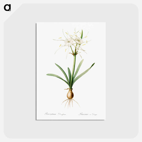 アートポストカード-Streambank spiderlily - ピエール ジョゼフ ルドゥーテ Postcard.