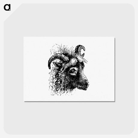 アートポストカード-Goat from Aileen Aroon
 - 大英図書館 Postcard.