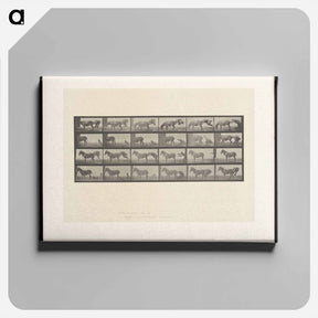 アートパネル-Mule Stubbornness
 - エドワード マイブリッジ Canvas.