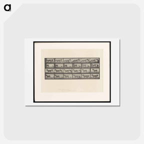 アートポストカード-Mule Stubbornness
 - エドワード マイブリッジ Postcard.