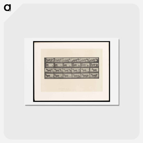 アートポストカード-Mule Stubbornness
 - エドワード マイブリッジ Postcard.