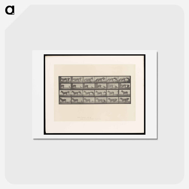 アートポストカード-Mule Stubbornness
 - エドワード マイブリッジ Postcard.