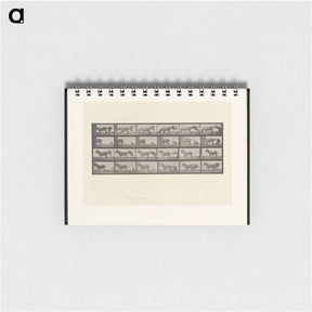 アートメモ帳-Mule Stubbornness
 - エドワード マイブリッジ Memo.