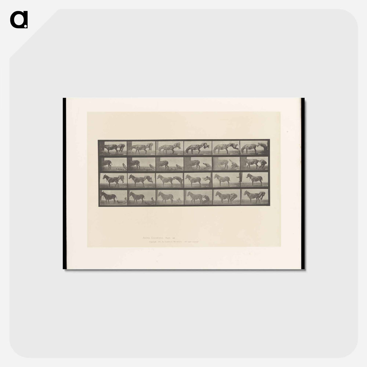 アートポストカード-Mule Stubbornness
 - エドワード マイブリッジ Postcard.