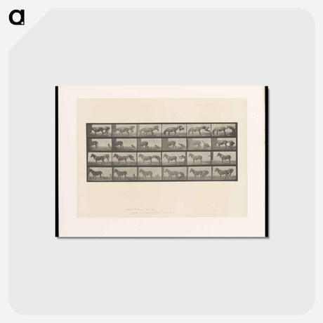アートポストカード-Mule Stubbornness
 - エドワード マイブリッジ Postcard.