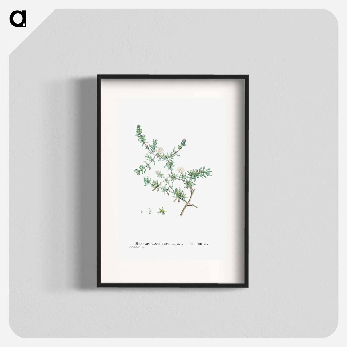Mesembryanthemum Striatum - Pierre Joseph Redouté Poster.