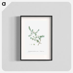 アートポスター-Mesembryanthemum Striatum - ピエール ジョゼフ ルドゥーテ Poster.