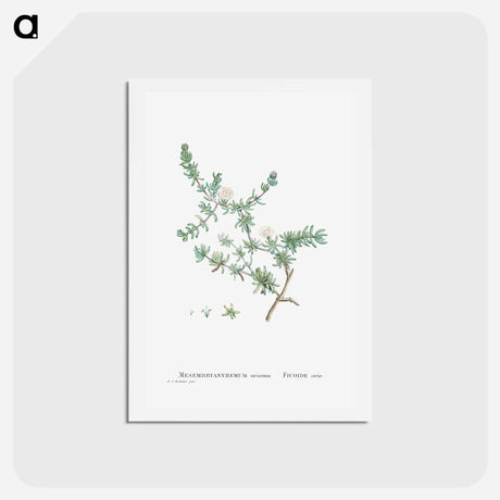 アートポストカード-Mesembryanthemum Striatum - ピエール ジョゼフ ルドゥーテ Postcard.