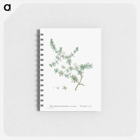 アートメモ帳-Mesembryanthemum Striatum - ピエール ジョゼフ ルドゥーテ Memo.