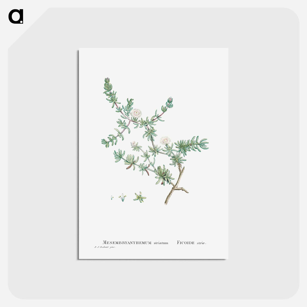 アートポストカード-Mesembryanthemum Striatum - ピエール ジョゼフ ルドゥーテ Postcard.