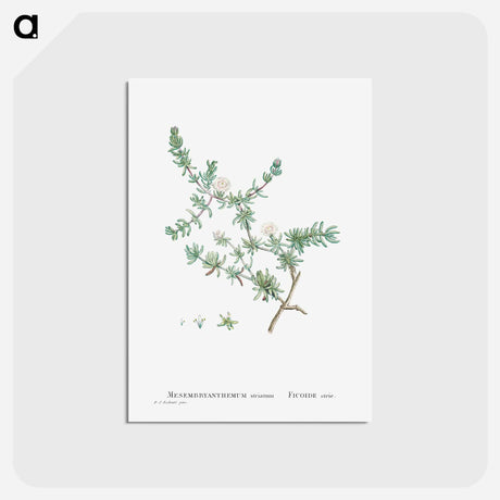 アートポストカード-Mesembryanthemum Striatum - ピエール ジョゼフ ルドゥーテ Postcard.