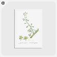 アートポストカード-Furcraea Gigantea (Mauritius Hemp) - ピエール ジョゼフ ルドゥーテ Postcard.