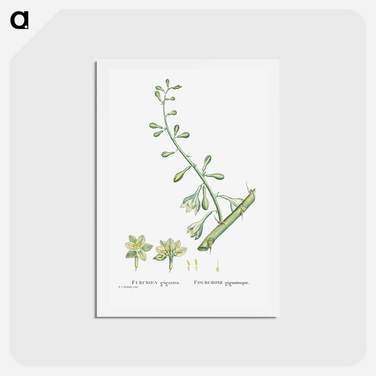 アートポストカード-Furcraea Gigantea (Mauritius Hemp) - ピエール ジョゼフ ルドゥーテ Postcard.