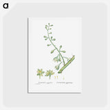 アートポストカード-Furcraea Gigantea (Mauritius Hemp) - ピエール ジョゼフ ルドゥーテ Postcard.