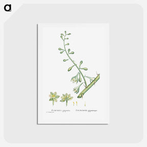 アートポストカード-Furcraea Gigantea (Mauritius Hemp) - ピエール ジョゼフ ルドゥーテ Postcard.