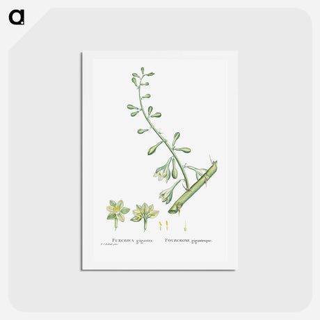 アートポストカード-Furcraea Gigantea (Mauritius Hemp) - ピエール ジョゼフ ルドゥーテ Postcard.