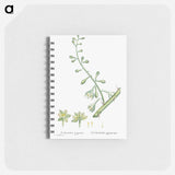 Furcraea Gigantea (Mauritius Hemp) - ピエール ジョゼフ ルドゥーテ Memo.