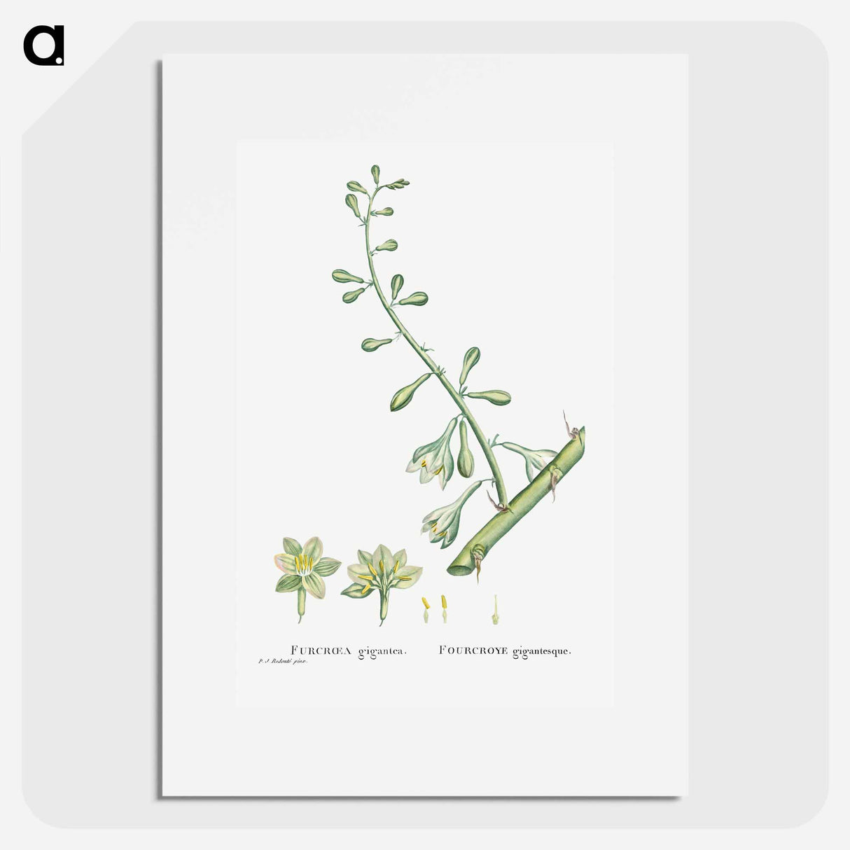 Furcraea Gigantea (Mauritius Hemp) - Pierre Joseph Redouté Poster.