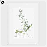 Furcraea Gigantea (Mauritius Hemp) - Pierre Joseph Redouté Poster.