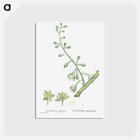 アートポストカード-Furcraea Gigantea (Mauritius Hemp) - ピエール ジョゼフ ルドゥーテ Postcard.