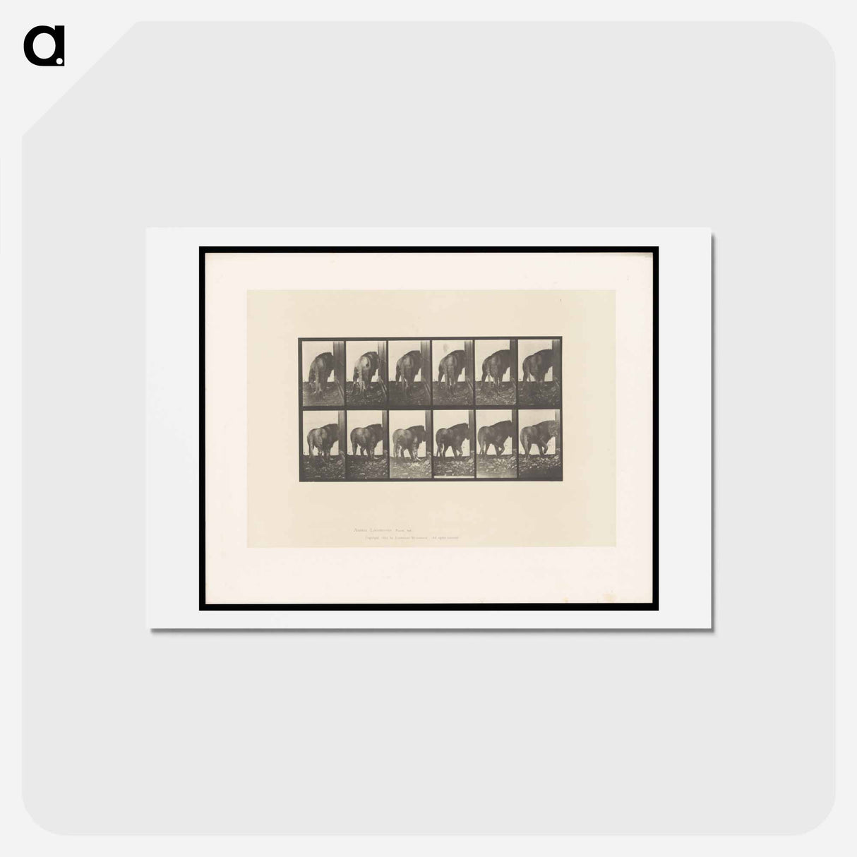 アートポストカード-Walking Lion
 - エドワード マイブリッジ Postcard.