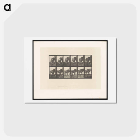 アートポストカード-Walking Lion
 - エドワード マイブリッジ Postcard.