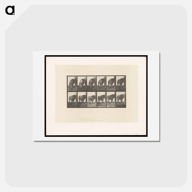 アートポストカード-Walking Lion
 - エドワード マイブリッジ Postcard.