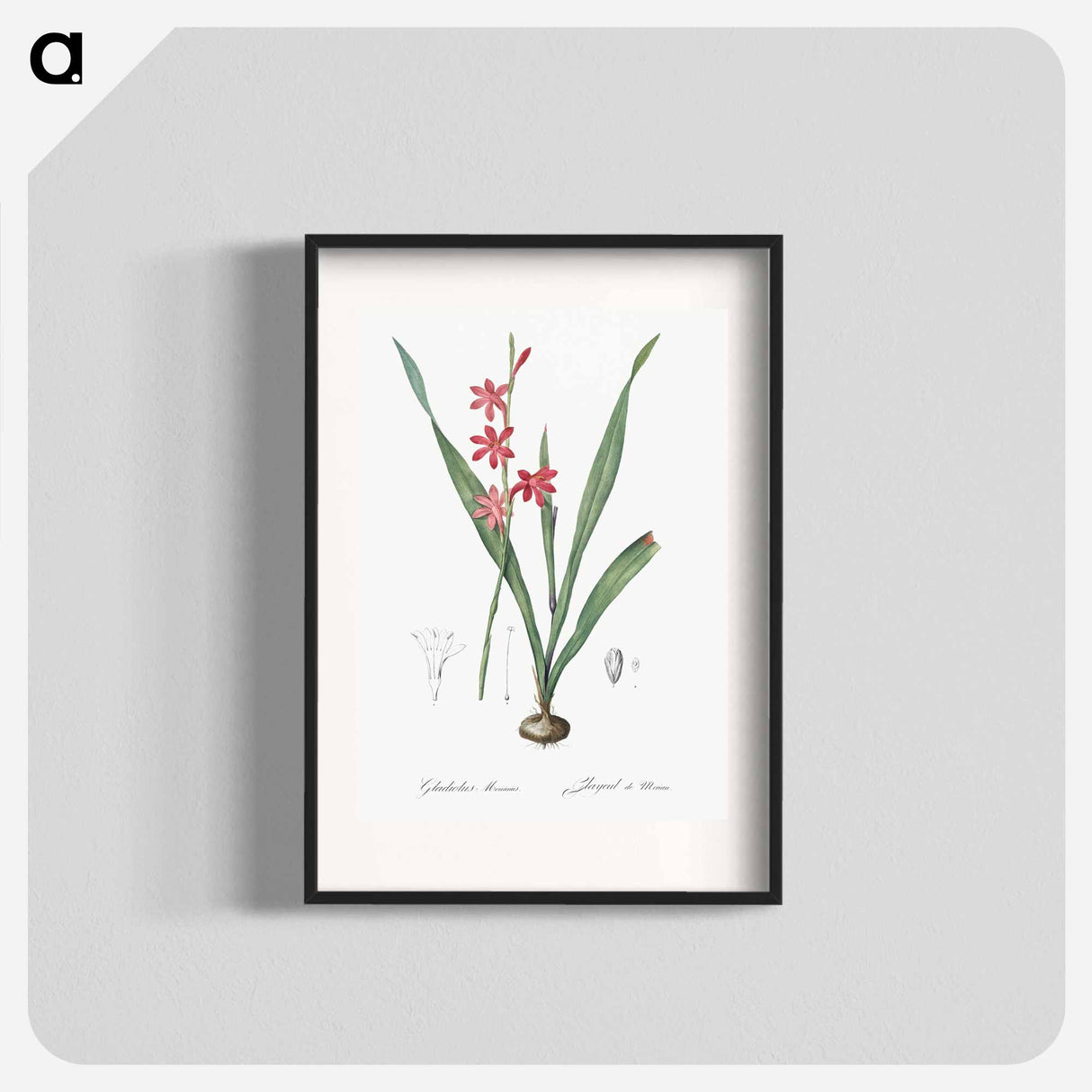 Watsonia illustration - Pierre Joseph Redouté Poster.