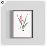 Watsonia illustration - Pierre Joseph Redouté Poster.