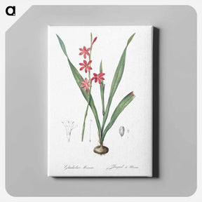 アートパネル-Watsonia illustration - ピエール ジョゼフ ルドゥーテ Canvas.