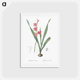 アートポストカード-Watsonia illustration - ピエール ジョゼフ ルドゥーテ Postcard.