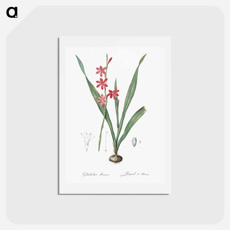 アートポストカード-Watsonia illustration - ピエール ジョゼフ ルドゥーテ Postcard.