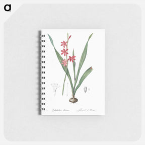 アートメモ帳-Watsonia illustration - ピエール ジョゼフ ルドゥーテ Memo.