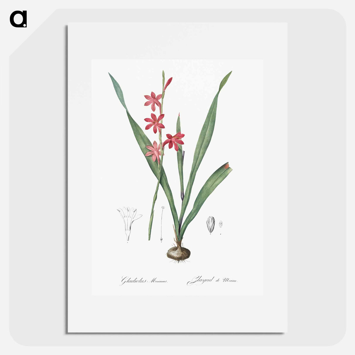 Watsonia illustration - Pierre Joseph Redouté Poster.