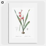 Watsonia illustration - Pierre Joseph Redouté Poster.