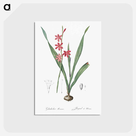 アートポストカード-Watsonia illustration - ピエール ジョゼフ ルドゥーテ Postcard.