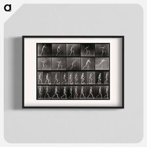 アートポスター-E. Muybridge's Motion Studies
 - エドワード マイブリッジ Poster.