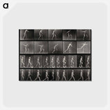 アートポストカード-E. Muybridge's Motion Studies
 - エドワード マイブリッジ Postcard.