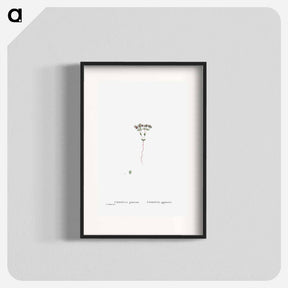 アートポスター-Crassula Glomerata (Brakvygie) - ピエール ジョゼフ ルドゥーテ Poster.