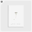 アートポストカード-Crassula Glomerata (Brakvygie) - ピエール ジョゼフ ルドゥーテ Postcard.