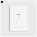アートポストカード-Crassula Glomerata (Brakvygie) - ピエール ジョゼフ ルドゥーテ Postcard.