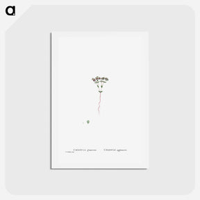 アートポストカード-Crassula Glomerata (Brakvygie) - ピエール ジョゼフ ルドゥーテ Postcard.